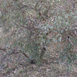 Papyrius nitidus at Red Hill, ACT - 24 Mar 2018