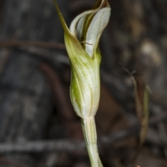 Diplodium ampliatum (Large Autumn Greenhood) at Kaleen, ACT - 24 Mar 2018 by DerekC