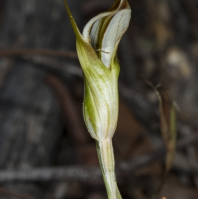 Diplodium ampliatum (Large Autumn Greenhood) at Kaleen, ACT - 24 Mar 2018 by DerekC