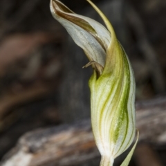 Diplodium ampliatum at Kaleen, ACT - 24 Mar 2018