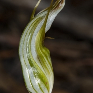 Diplodium ampliatum at Kaleen, ACT - 24 Mar 2018