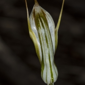 Diplodium ampliatum at Kaleen, ACT - 24 Mar 2018