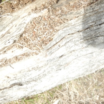 Papyrius nitidus (Shining Coconut Ant) at Red Hill, ACT - 24 Mar 2018 by MichaelMulvaney