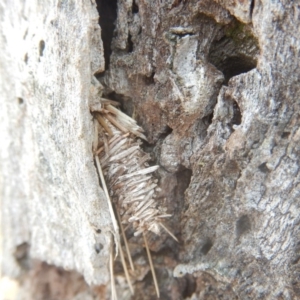 Psychidae (family) IMMATURE at Red Hill, ACT - 24 Mar 2018