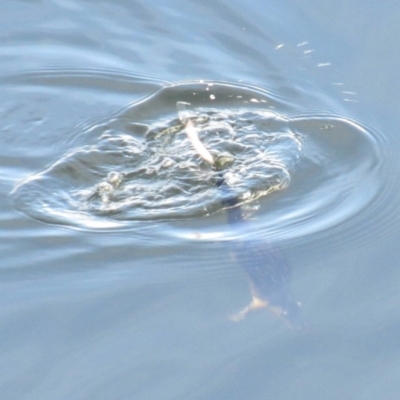 Hydromys chrysogaster (Rakali or Water Rat) at Cotter Reservoir - 23 Mar 2018 by KumikoCallaway