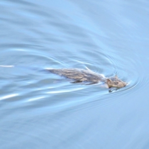 Hydromys chrysogaster at Paddys River, ACT - 24 Mar 2018