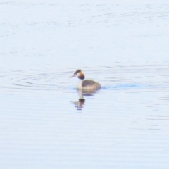 Podiceps cristatus (Great Crested Grebe) at Cotter Reservoir - 24 Mar 2018 by KumikoCallaway