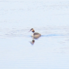 Podiceps cristatus (Great Crested Grebe) at Cotter Reservoir - 24 Mar 2018 by KumikoCallaway