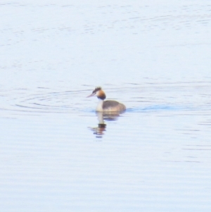 Podiceps cristatus at Paddys River, ACT - 24 Mar 2018