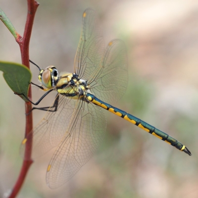 Hemicordulia tau (Tau Emerald) at Acton, ACT - 24 Mar 2018 by David