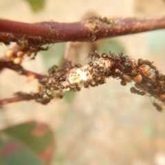 Papyrius nitidus at Garran, ACT - suppressed