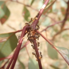 Papyrius nitidus at Garran, ACT - suppressed