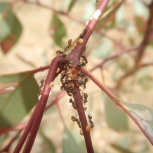 Papyrius nitidus at Garran, ACT - suppressed