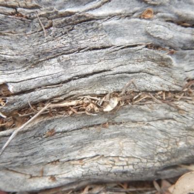 Papyrius nitidus (Shining Coconut Ant) at Garran, ACT - 24 Mar 2018 by MichaelMulvaney