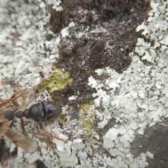 Myrmecia sp. (genus) at Garran, ACT - 24 Mar 2018