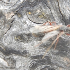 Myrmecia sp. (genus) at Garran, ACT - 24 Mar 2018