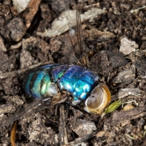 Rutilia (Chrysorutilia) sp. (genus & subgenus) at Crace, ACT - 24 Mar 2018