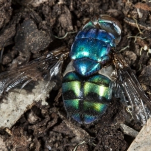 Rutilia (Chrysorutilia) sp. (genus & subgenus) at Crace, ACT - 24 Mar 2018