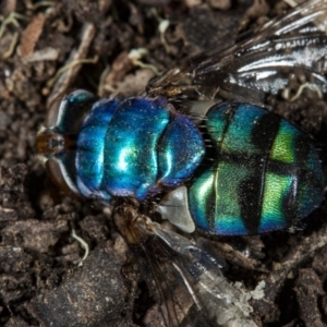 Rutilia (Chrysorutilia) sp. (genus & subgenus) at Crace, ACT - 24 Mar 2018