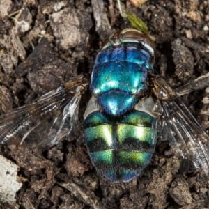 Rutilia (Chrysorutilia) sp. (genus & subgenus) at Crace, ACT - 24 Mar 2018