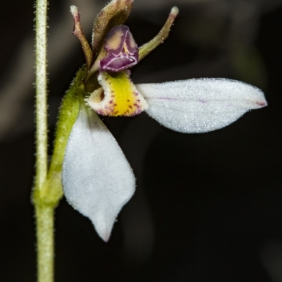 Eriochilus cucullatus (Parson's Bands) at Canberra Central, ACT - 23 Mar 2018 by DerekC