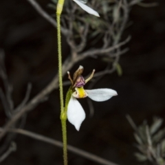 Eriochilus cucullatus at Canberra Central, ACT - 23 Mar 2018