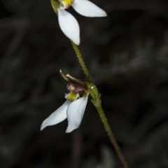 Eriochilus cucullatus at Canberra Central, ACT - 23 Mar 2018