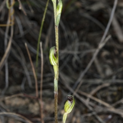 Speculantha rubescens (Blushing Tiny Greenhood) at Canberra Central, ACT - 23 Mar 2018 by DerekC