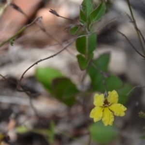 Goodenia hederacea subsp. hederacea at Wamboin, NSW - 1 Feb 2018 12:33 PM