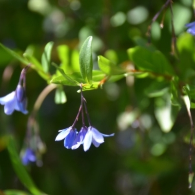 Billardiera heterophylla (Western Australian Bluebell Creeper) at Wamboin, NSW - 1 Feb 2018 by natureguy