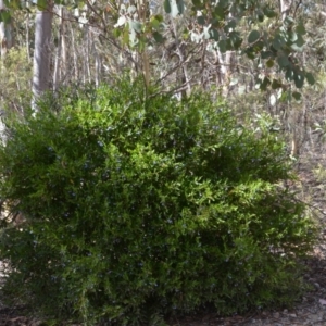 Billardiera heterophylla at Wamboin, NSW - 1 Feb 2018 12:39 PM