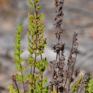 Cheilanthes sieberi at Wamboin, NSW - 1 Feb 2018