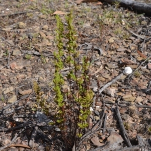 Cheilanthes sieberi at Wamboin, NSW - 1 Feb 2018