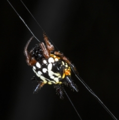 Austracantha minax (Christmas Spider, Jewel Spider) at Canberra Central, ACT - 23 Mar 2018 by DerekC