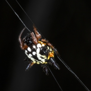 Austracantha minax at Canberra Central, ACT - 23 Mar 2018