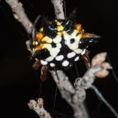 Austracantha minax at Canberra Central, ACT - 23 Mar 2018