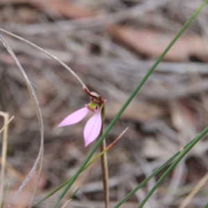 Eriochilus cucullatus at Canberra Central, ACT - 25 Mar 2018