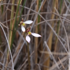 Eriochilus cucullatus (Parson's Bands) at Canberra Central, ACT - 24 Mar 2018 by petersan