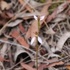 Eriochilus cucullatus (Parson's Bands) at Canberra Central, ACT - 24 Mar 2018 by petersan