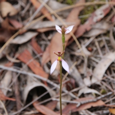 Eriochilus cucullatus (Parson's Bands) at Canberra Central, ACT - 25 Mar 2018 by petersan