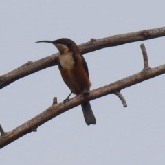 Acanthorhynchus tenuirostris (Eastern Spinebill) at Jerrabomberra Wetlands - 24 Mar 2018 by RodDeb