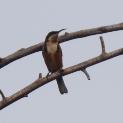 Acanthorhynchus tenuirostris at Fyshwick, ACT - 24 Mar 2018