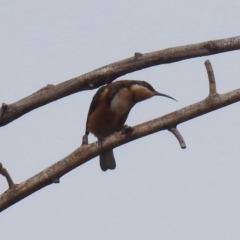 Acanthorhynchus tenuirostris at Fyshwick, ACT - 24 Mar 2018