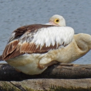 Pelecanus conspicillatus at Fyshwick, ACT - 24 Mar 2018 12:18 PM