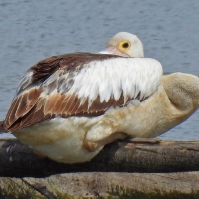 Pelecanus conspicillatus (Australian Pelican) at Fyshwick, ACT - 24 Mar 2018 by RodDeb