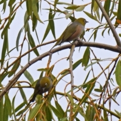 Zosterops lateralis (Silvereye) at Jerrabomberra Wetlands - 24 Mar 2018 by RodDeb