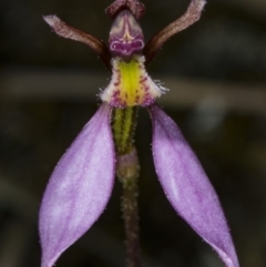 Eriochilus cucullatus (Parson's Bands) at Canberra Central, ACT - 23 Mar 2018 by DerekC