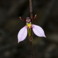 Eriochilus cucullatus at Canberra Central, ACT - suppressed