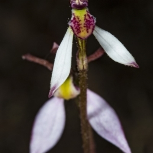 Eriochilus cucullatus at Canberra Central, ACT - suppressed