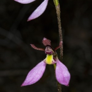 Eriochilus cucullatus at Canberra Central, ACT - 23 Mar 2018